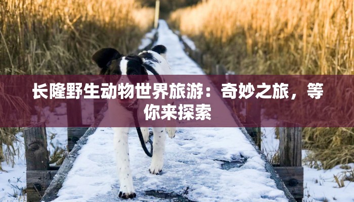 长隆野生动物世界旅游：奇妙之旅，等你来探索