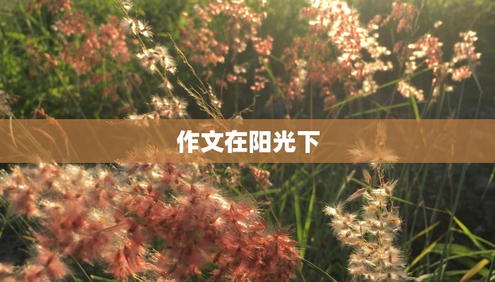 作文在阳光下