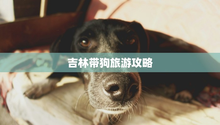 吉林带狗旅游攻略